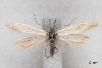 Megacraspedus gallicus