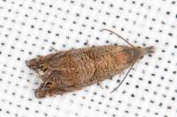 Dichrorampha eximia