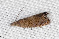 Dichrorampha eximia