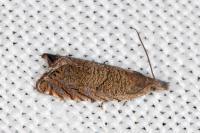Dichrorampha eximia
