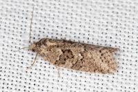 Cnephasia cupressivorana