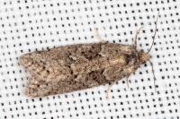 Cnephasia cupressivorana