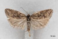 Cnephasia cupressivorana