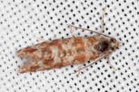 Rhyacionia pinivorana