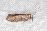Agnoea langohri