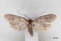 Agnoea langohri