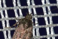 Iwaruna biguttella