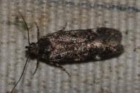 Iwaruna biguttella