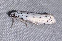 Yponomeuta