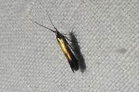 Coleophora