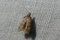Pseudotelphusa paripunctella