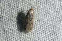 Borkhausenia