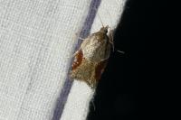 Acleris laterana