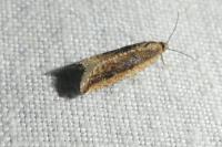 Bactra