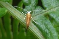 Argyresthia