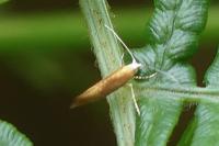 Argyresthia