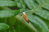 Argyresthia