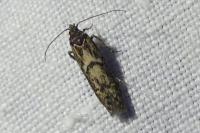 Blastobasis adustella