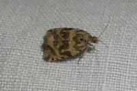 Celypha cespitana