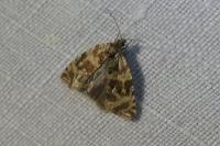Celypha cespitana