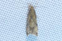 Brachmia blandella