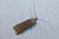 Acompsia cinerella