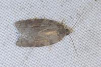 Acleris sparsana