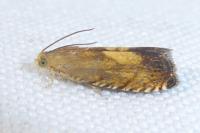 Pammene aurita