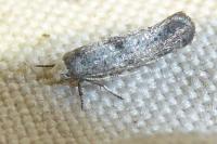 Swammerdamia caesiella