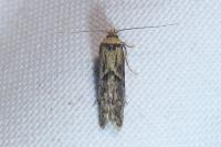 Blastobasis adustella
