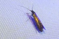 Coleophora