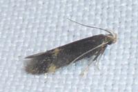 Oxypteryx atrella