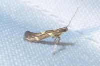Calybites phasianipennella