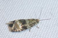 Celypha lacunana