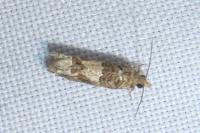 Crocidosema plebejana