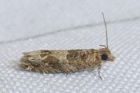 Crocidosema plebejana