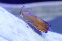 Pammene aurita