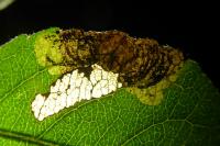 Leucoptera malifoliella