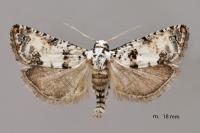 Epinotia dalmatana