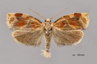 Archips xylosteana
