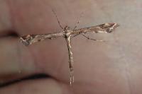 Amblyptilia acanthadactyla