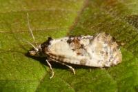 Neocochylis molliculana