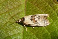Neocochylis molliculana