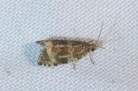 Celypha lacunana