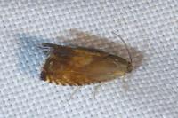 Pammene aurita