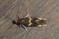 Oinophila v-flavum