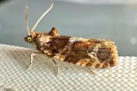 Eudemis profundana
