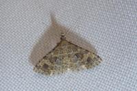 Alucita hexadactyla