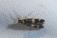 Oegoconia novimundi
