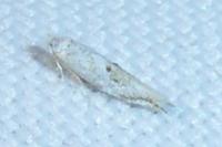 Bucculatrix albedinella
